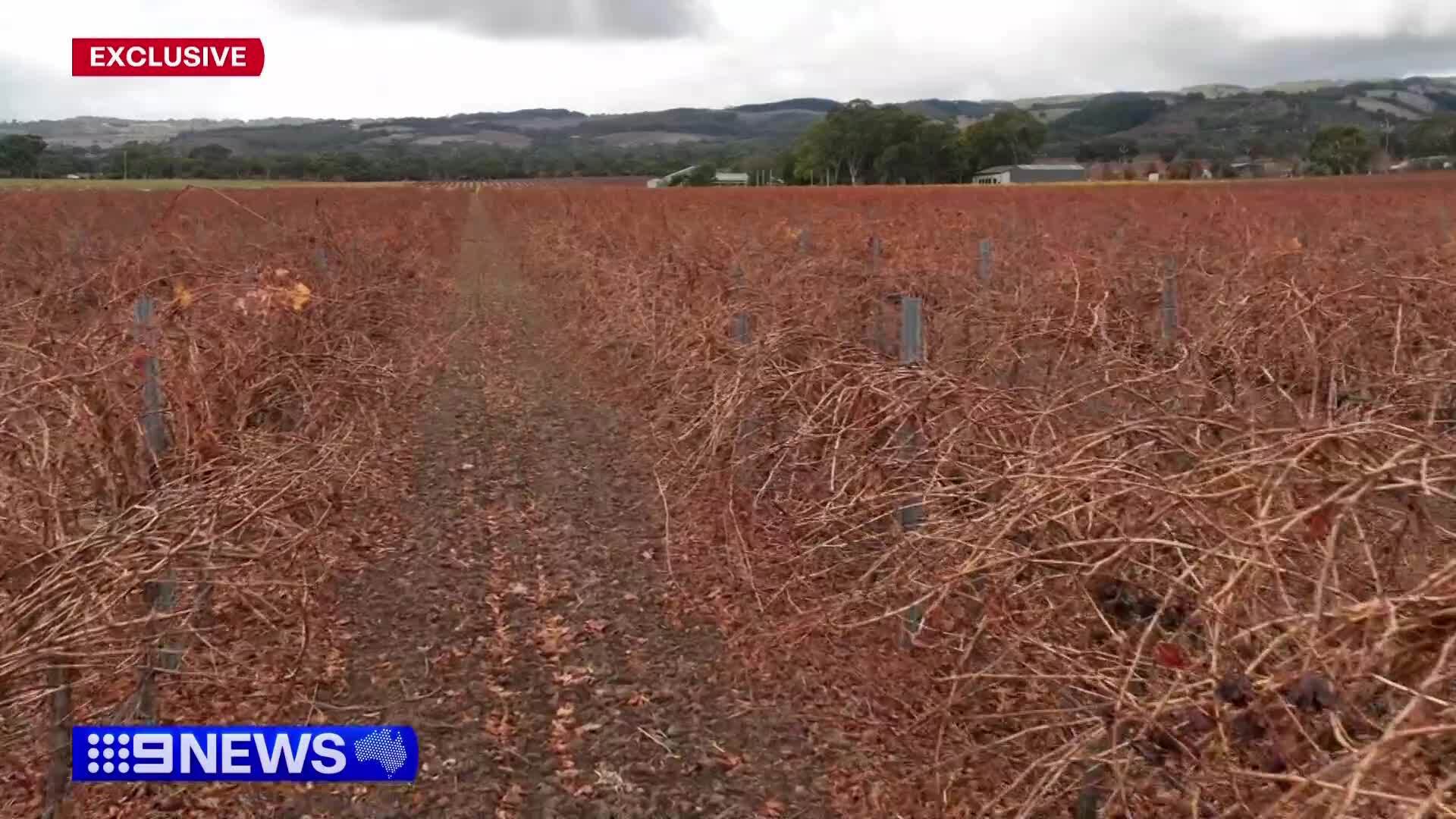 A South Australian grape grower claims they have been sabotaged after a vital drain on their vineyard was stuffed with dirt and cement.