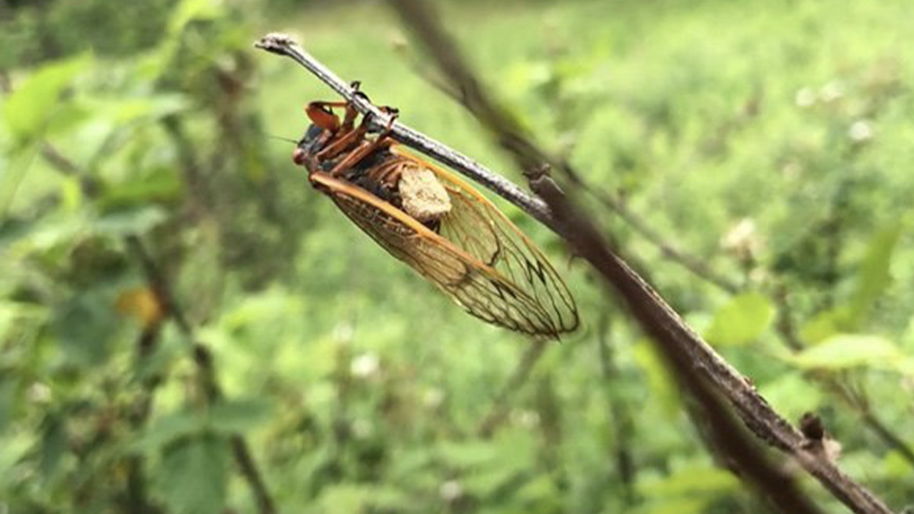 Cicadas are not a major pet, but have developed a bizarre lifestyle, according to WVU researchers.