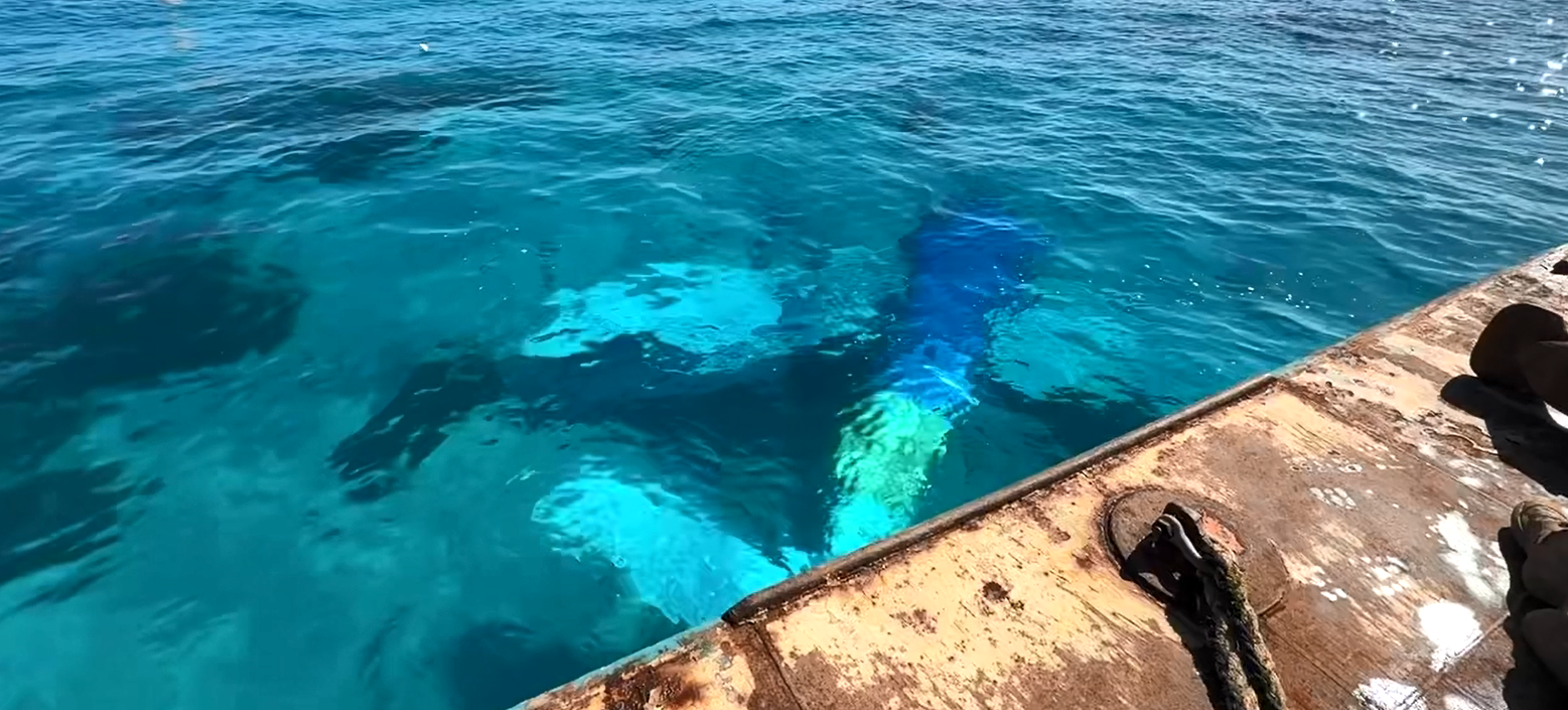 An investigation is underway ﻿to determine just how a seaplane crashed near Western Australia's Rottnest Island, killing three people and injuring four. 