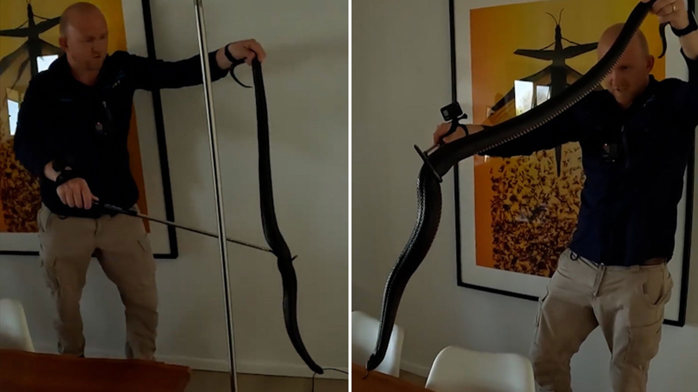 Massive red belly snake caught in Maleny, Sunshine Coast, Queensland by Sunshine Coast Snake Catchers.