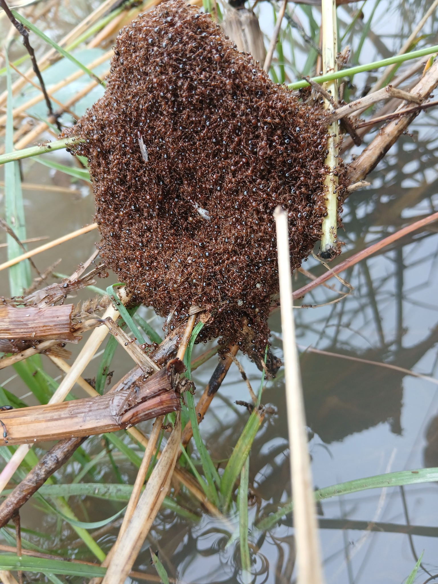 Fire ant infestation risk after Queensland flooding from ex-Cyclone Alfred