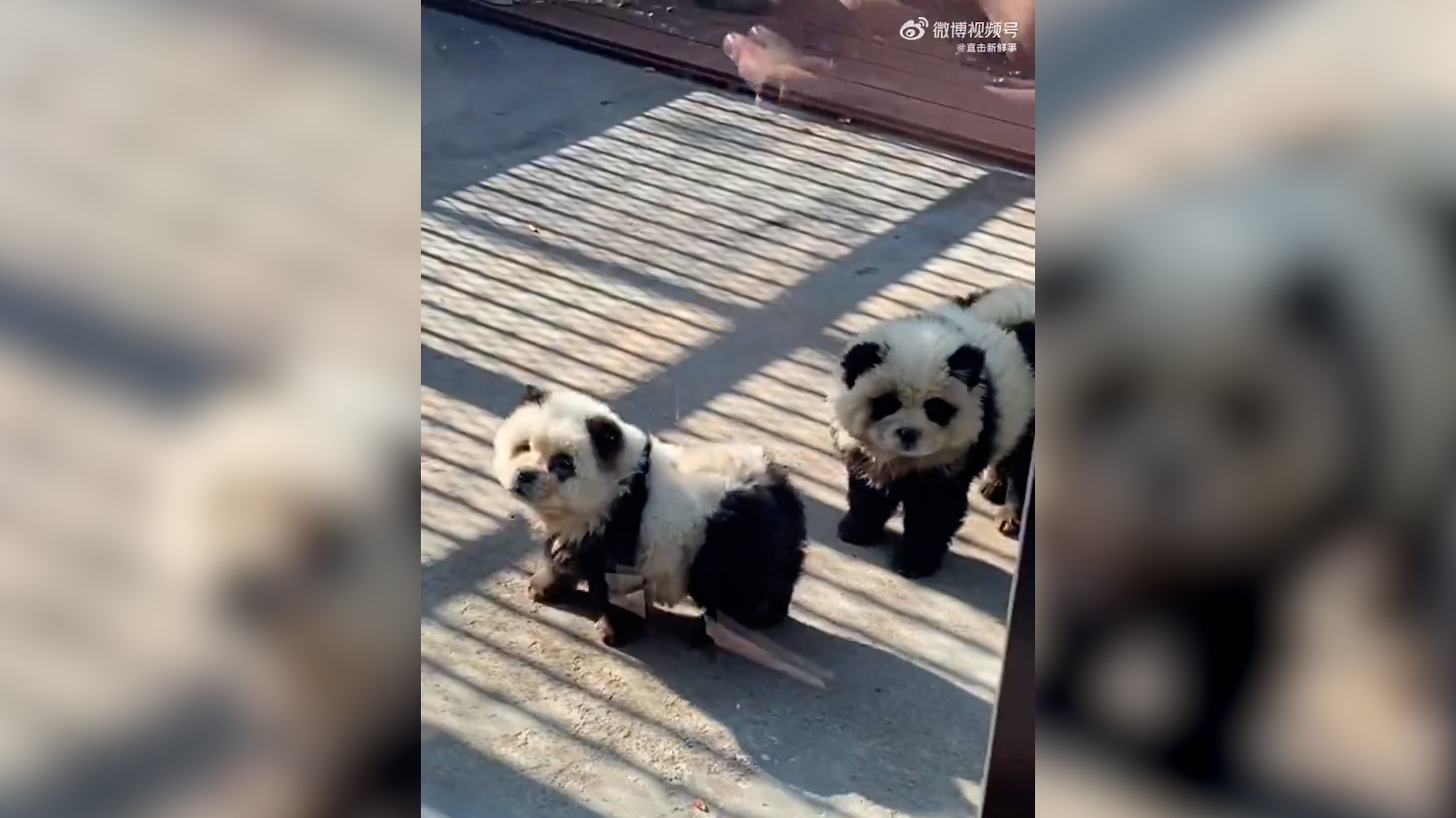 A Chinese zoo has come under fire after dogs dyed black and white were displayed to resemble pandas. 