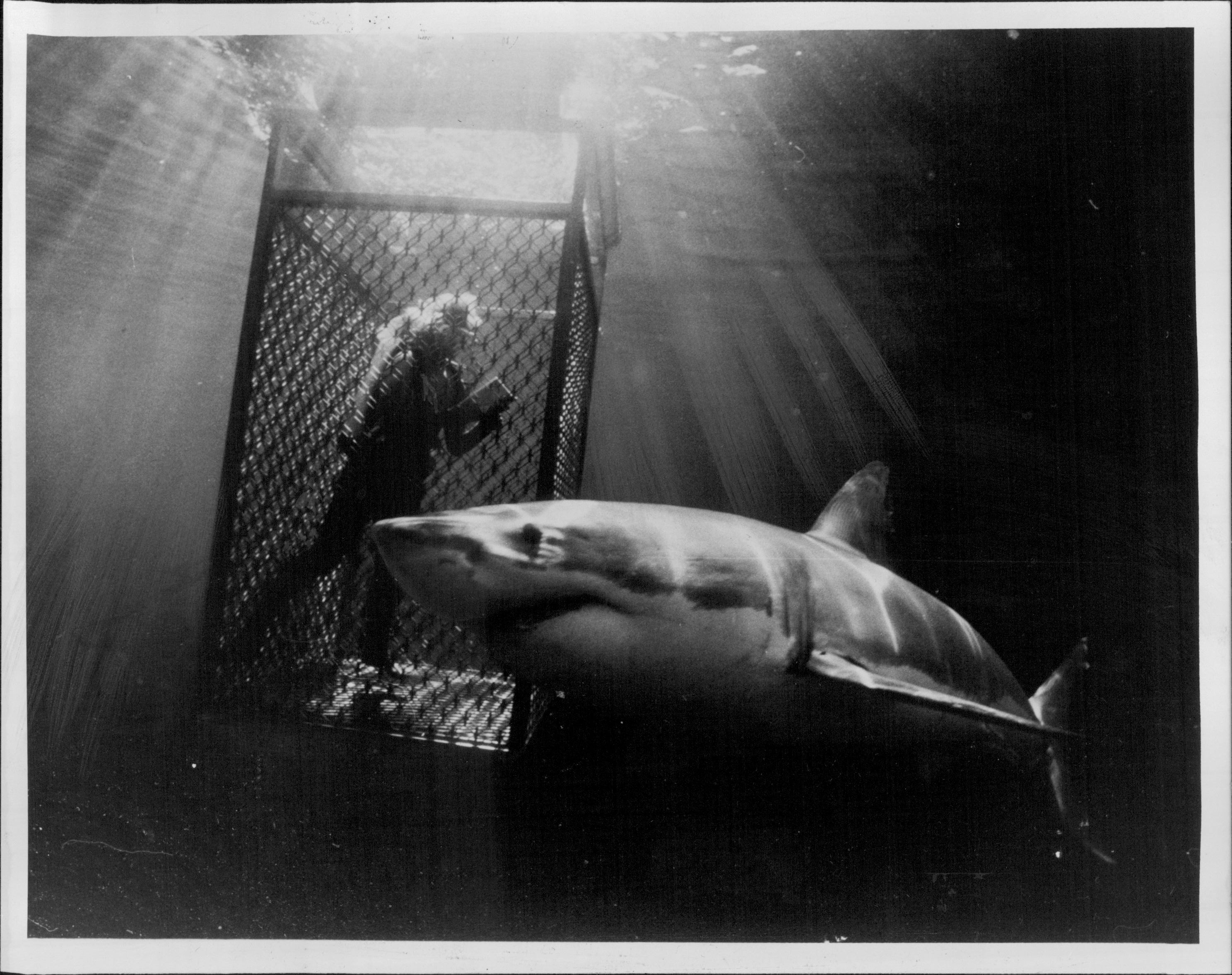 Underwater photographer and explorer Valerie Taylor takes no chances when she goes into shark-infested waters. December 6, 1985.