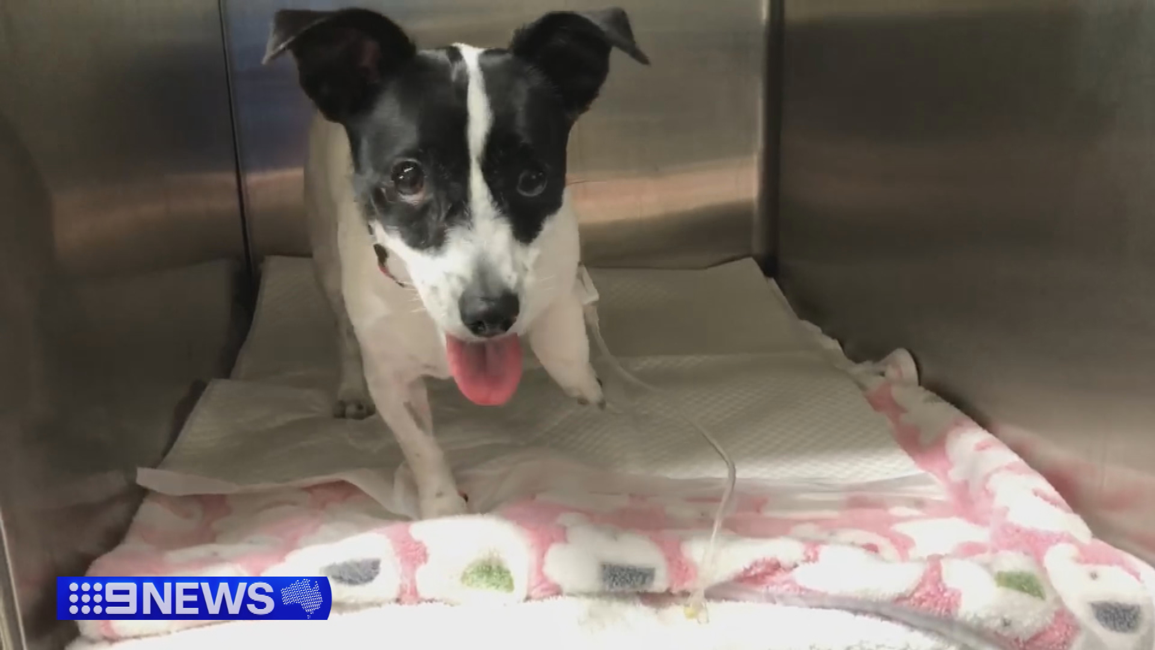 Elbie the Jack Russell was rescued from the 13th storey ledge of the Meritan apartments in Dee Why on Sydney's northern beaches.
