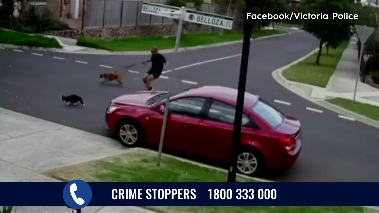 Cat sneaks into Victoria police officer's cruiser