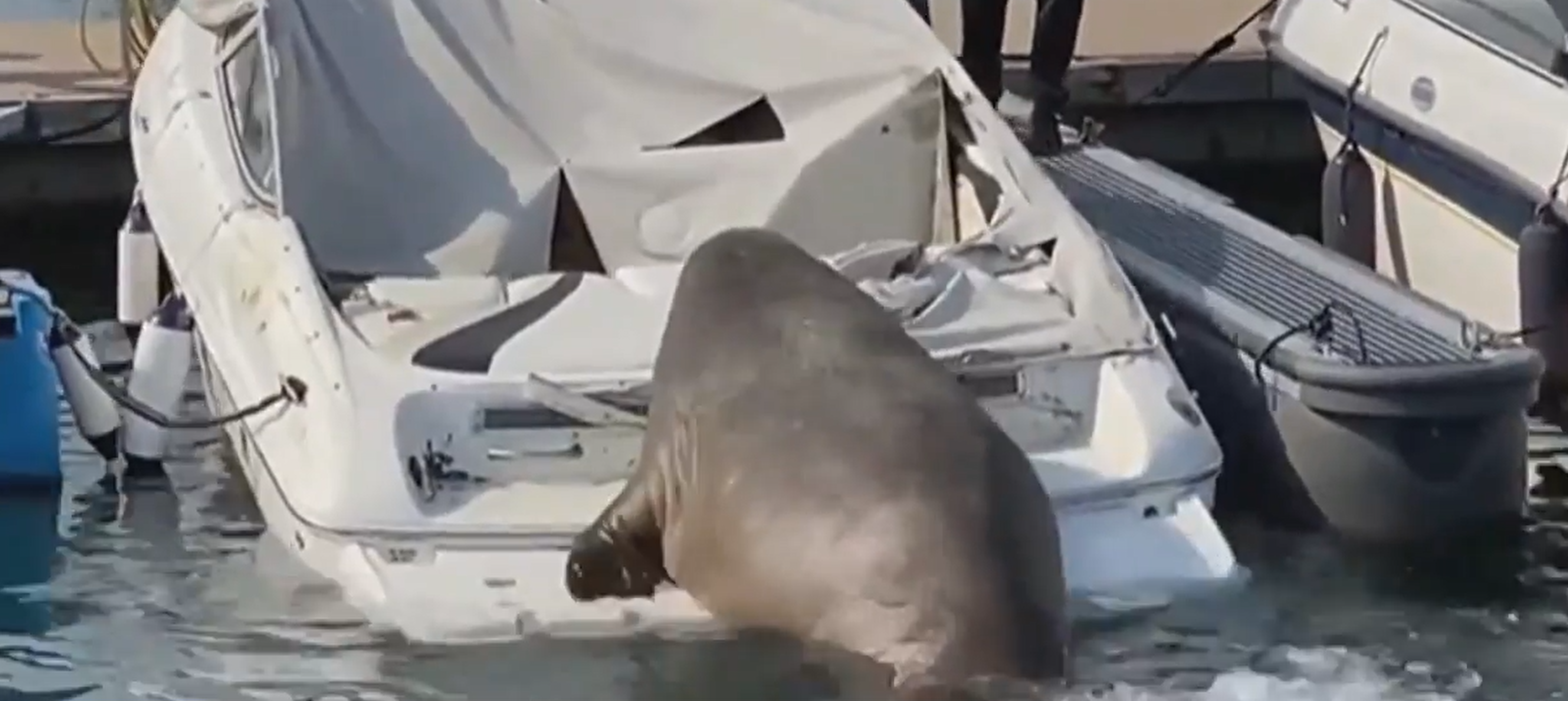 Freya the walrus is wreaking havoc in Norway