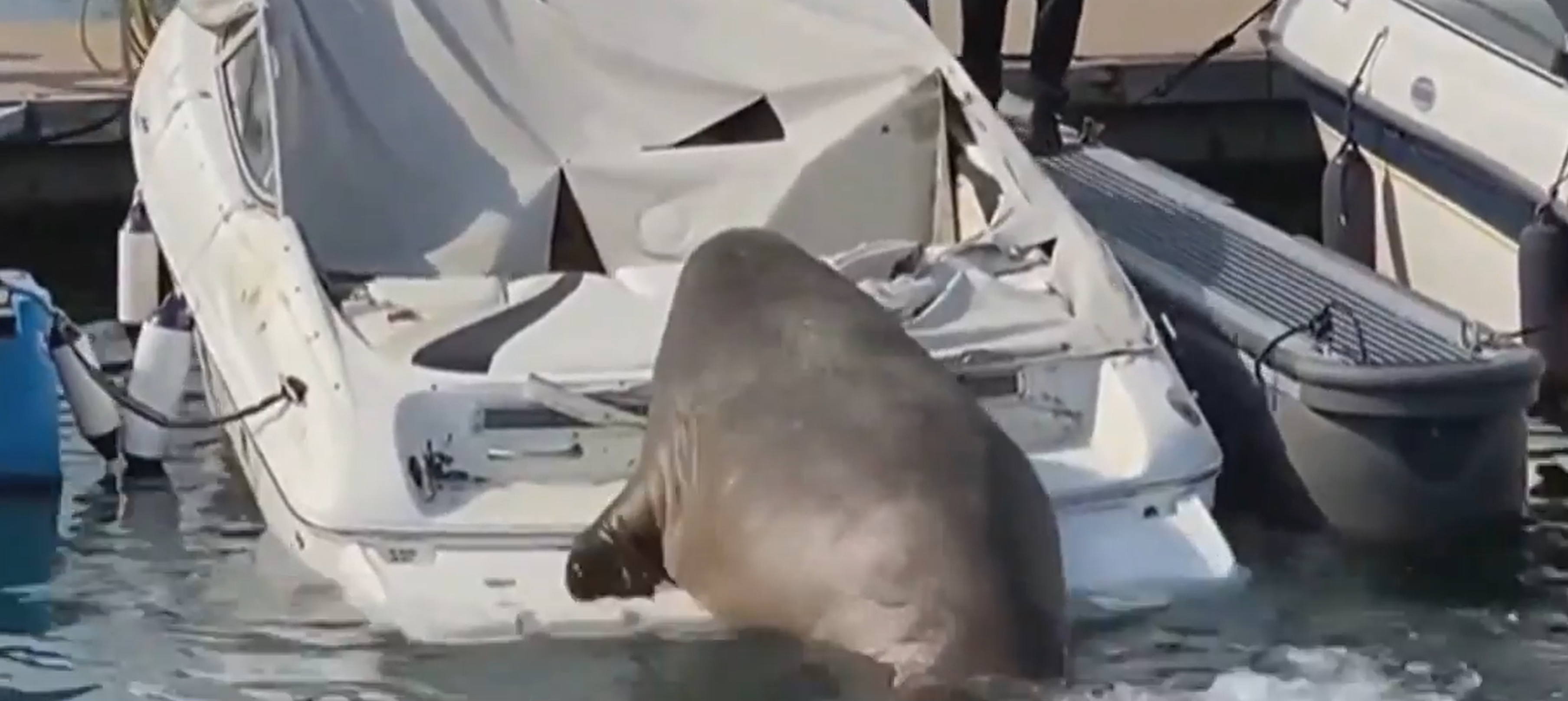 Queen Freya The Walrus Was Spotted Sinking Pleasure Boats In Norway