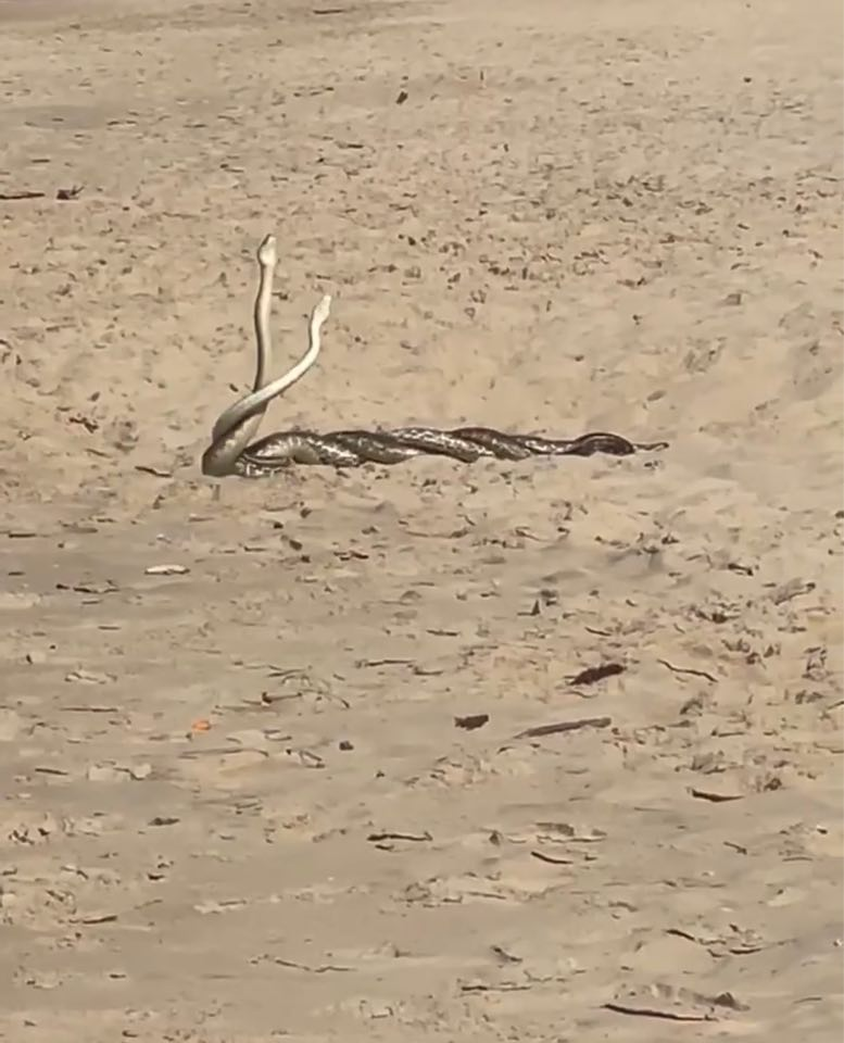 These two amorous male pythons were competing to mate with a female.