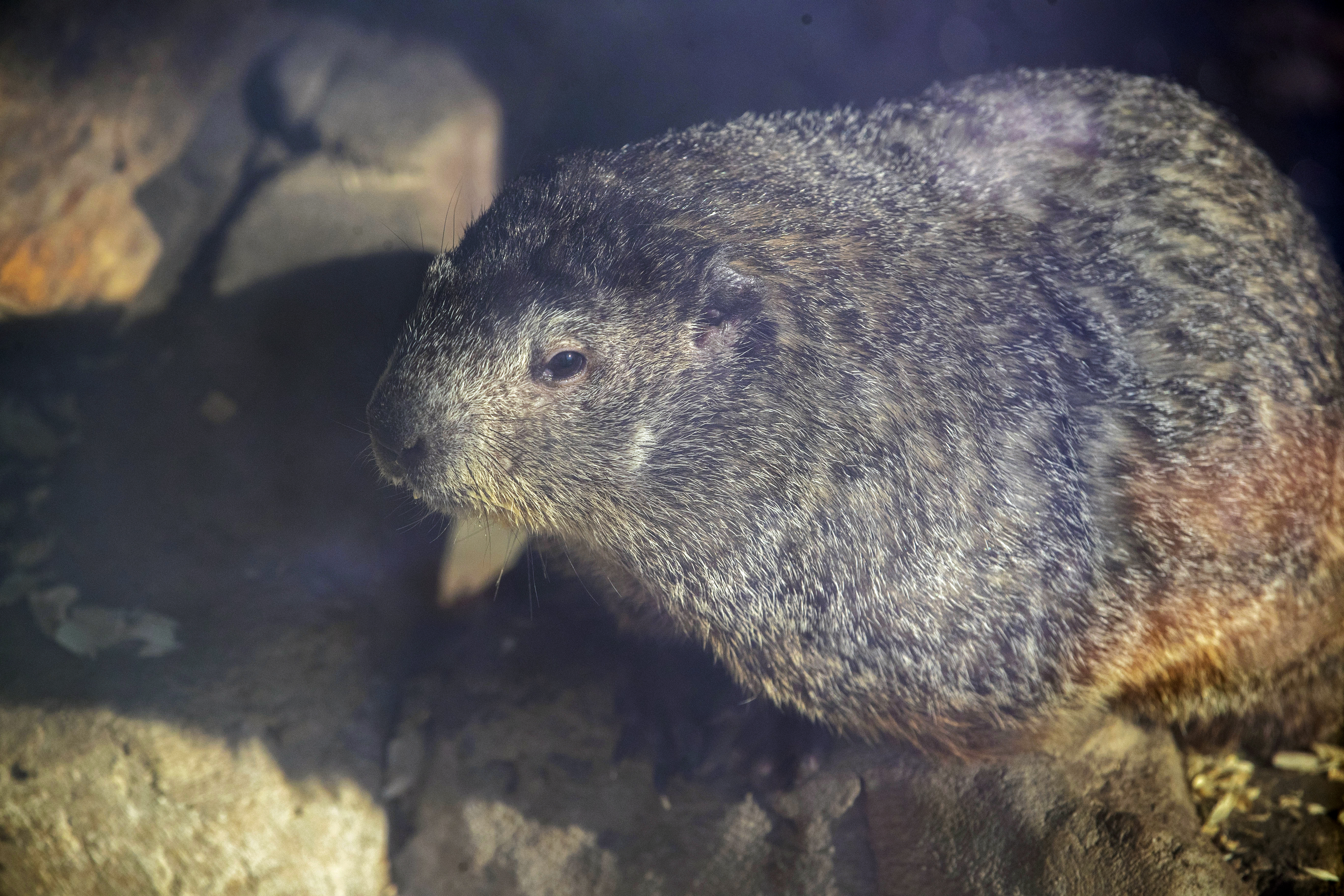 Punxsutawney Phil catches some sun in Phils Burrow inside Punxsutawney Memorial Library, the day before Groundhog Day in downtown Punxsutawney, PA, Feb 1, 2022.