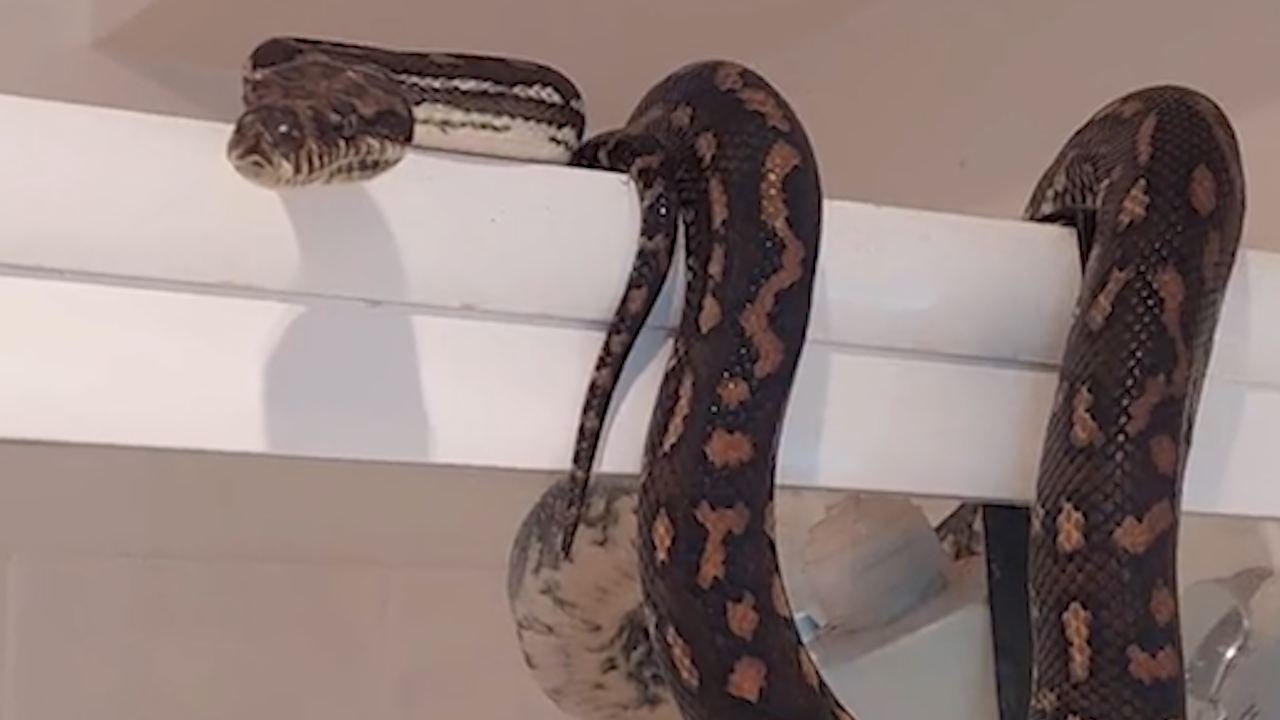 Oxenford snake
