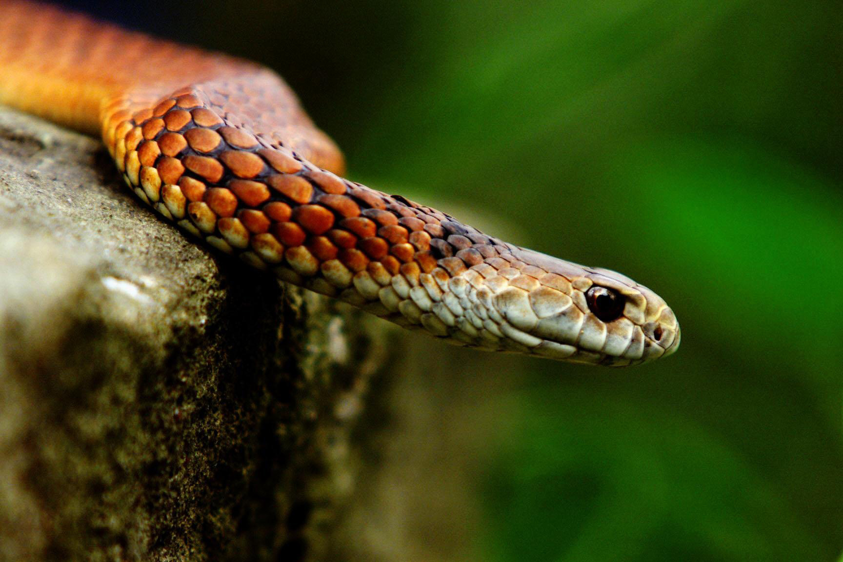 Copperhead snakes are found in south-eastern Australia, as well as Queensland.