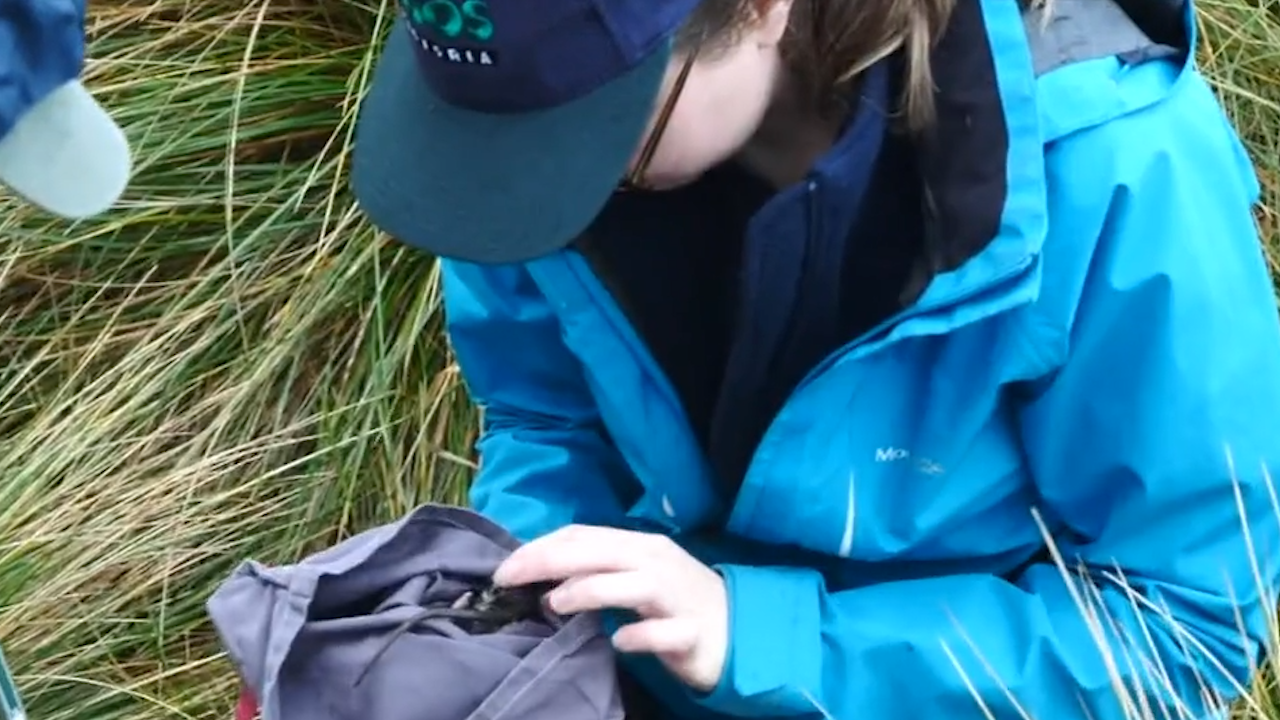 A rare native rodent that hasn't been seen for more than 30 years has been re-discovered at Wilsons Promontory south-east of Melbourne.