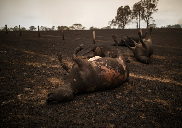 A number of cows lay dead after being killed during a bushfire in Coolagolite, NSW.