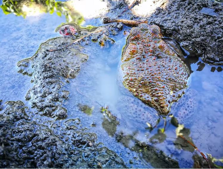 Cane toads are remarkably good at finding water sources in inhospitable regions.