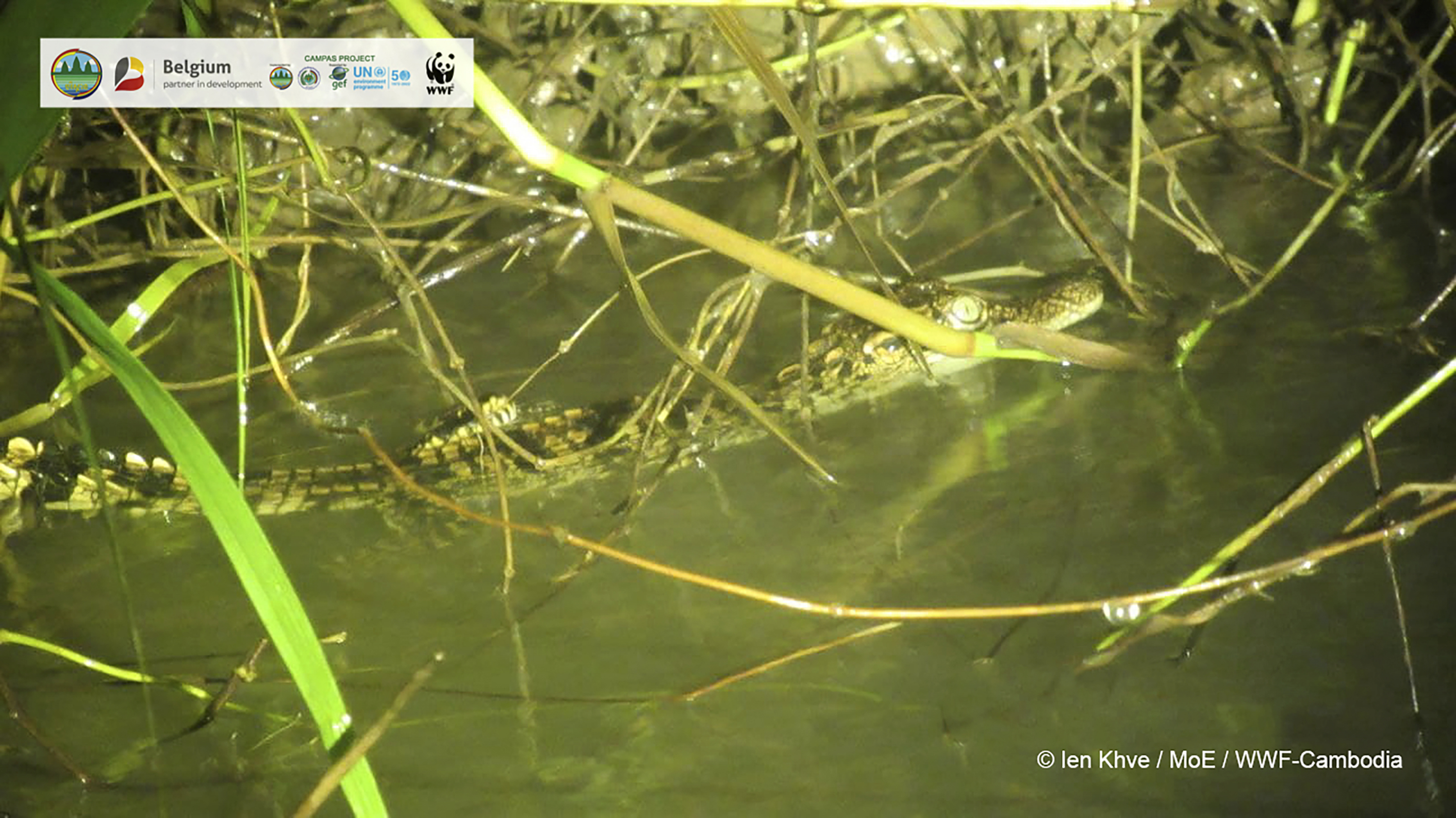 Eight babies of critically endangered Siamese crocodiles were found in Cambodia raising hopes of its continuing survival in the wild. 