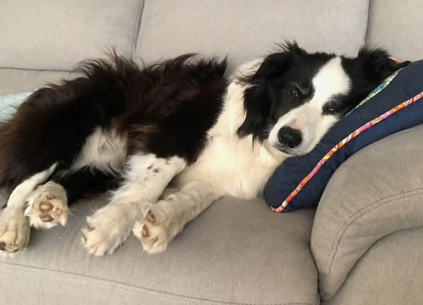 Adelaide dog owner Kym Daly never expected his daily beach walk with his rescue border collie, Scout, would lead to the pet's death.