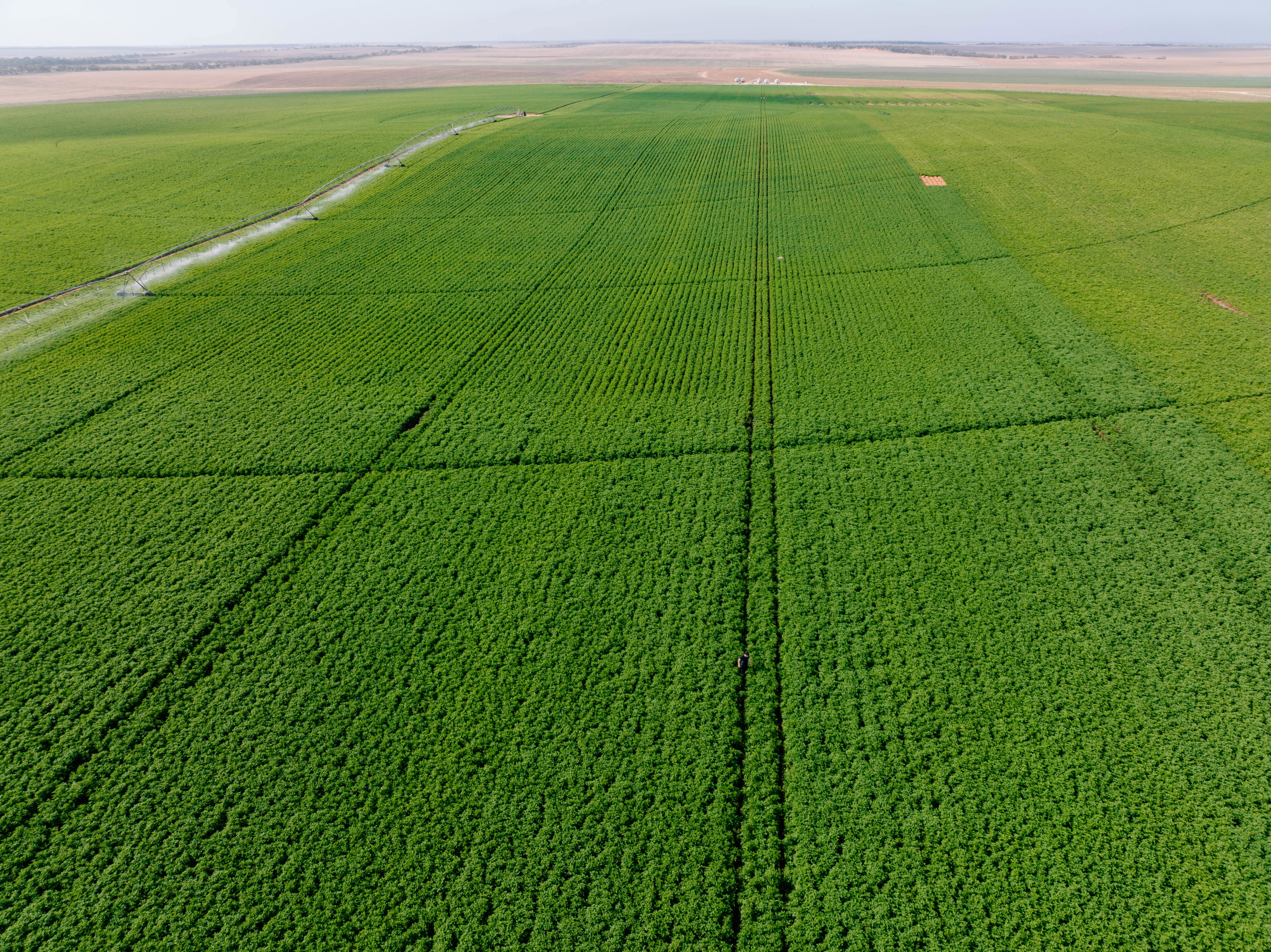Australians are being hit with a potato shortage after growers experienced what they said has been one of the toughest seasons in a decade. ﻿