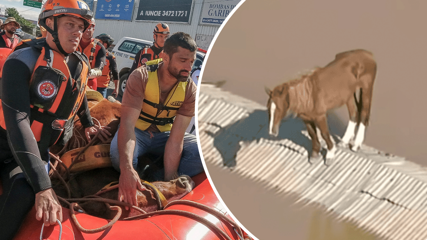 Stranded horse that became national darling rescued from roof