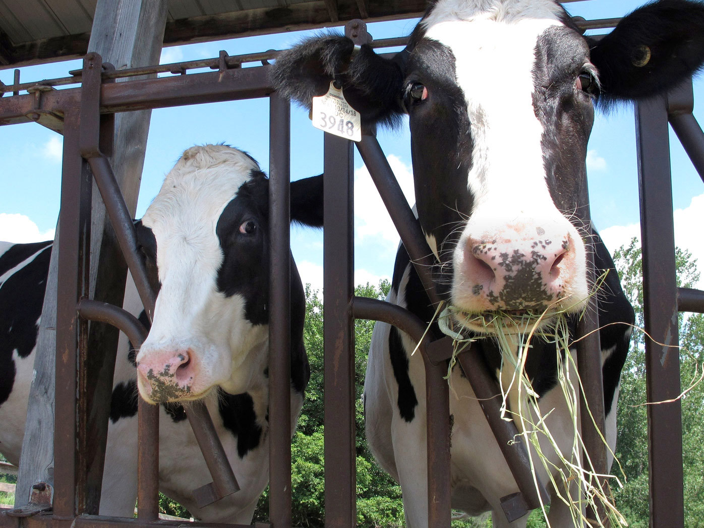 Cows at a dairy farm eat hay.