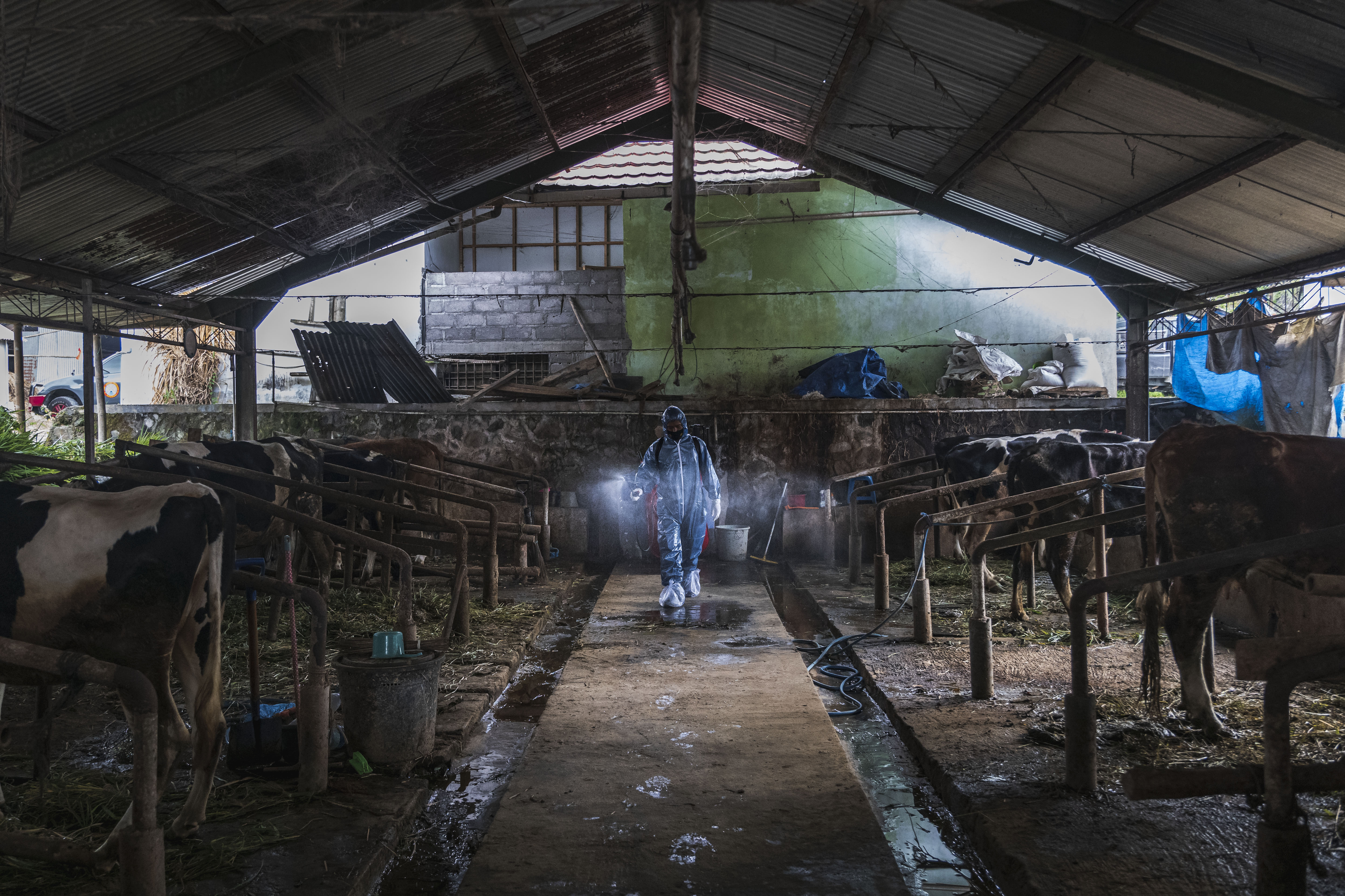 YOGYAKARTA, INDONESIA - JULY 22: An officer sprays disinfectant on a cattle farm that has been infected with foot and mouth disease on July 22, 2022 in Yogyakarta, Indonesia. Indonesia is battling an outbreak of foot and mouth disease, a highly-contagious disease that affects hooved animals such as cows and pigs and threatens to devastate the livestock industry if not erradicated. (Photo by Ulet Ifansasti/Getty Images) *** BESTPIX ***