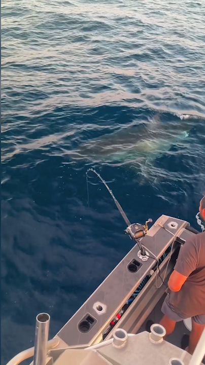 Great white shark approaches fishers off Port Stephens, New South Wales. 