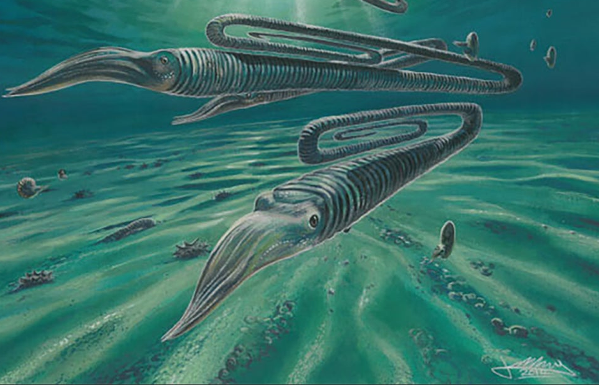 An artist's impression of Diplomoceras maximum