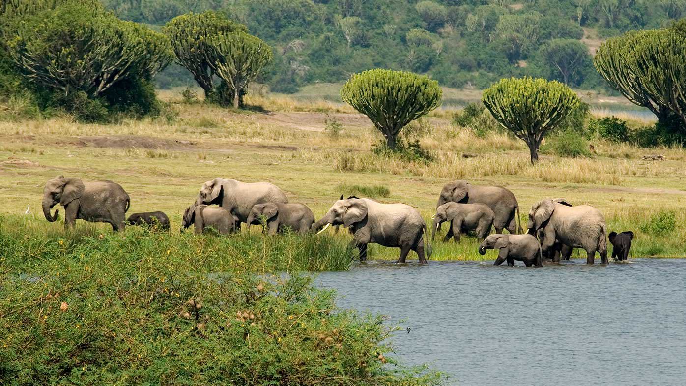 Queen Elizabeth National Park is known for its abundant wildlife.