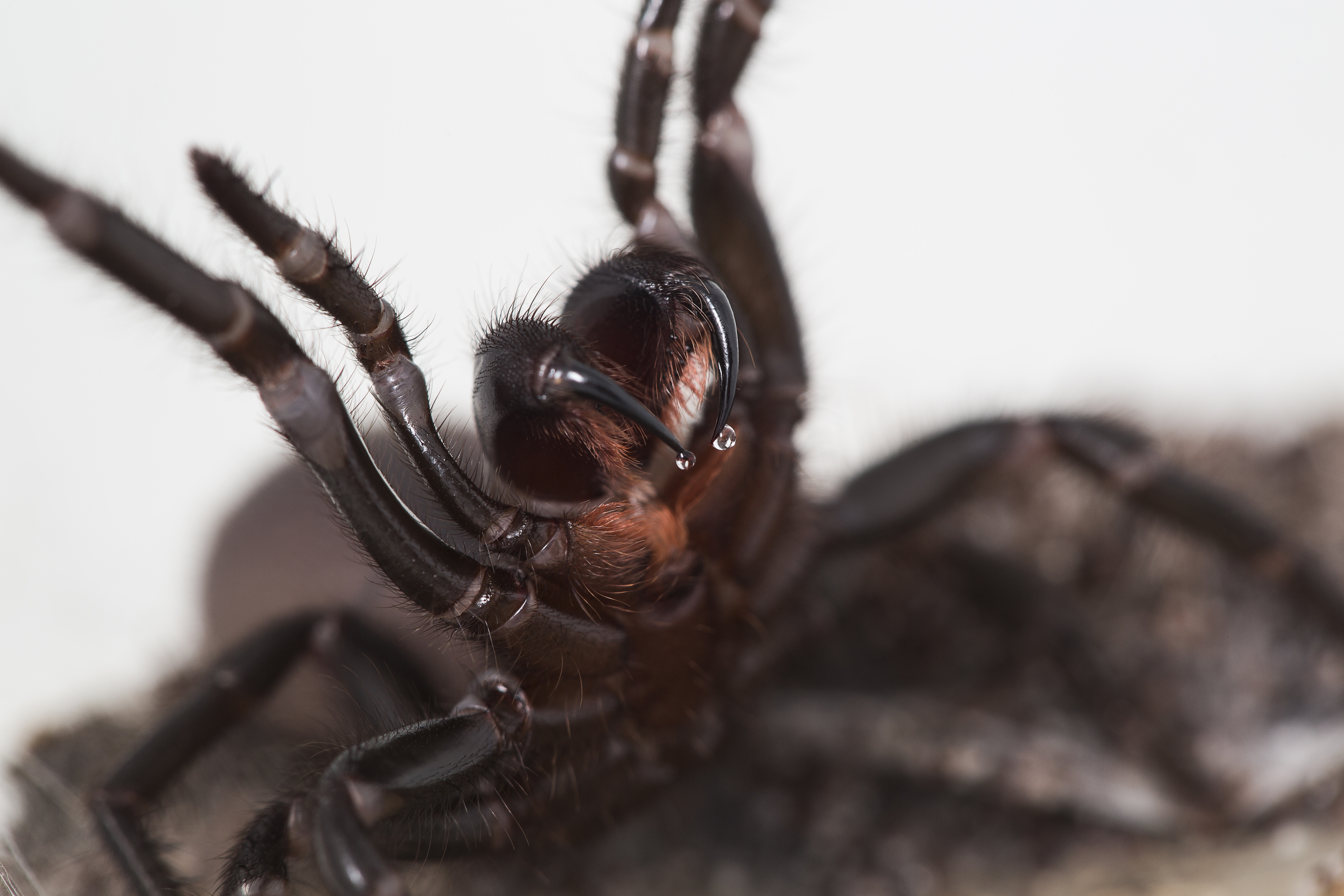 The Sydney funnel-web is widely regarded to be the world's most dangerous spider as it lives so close to humans.