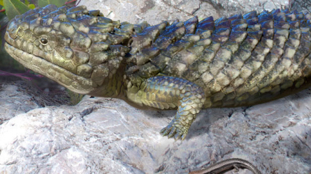 A fossil lizard discovered by researchers at Flinders University has been described as by far the largest and most bizarre skink that ever lived.