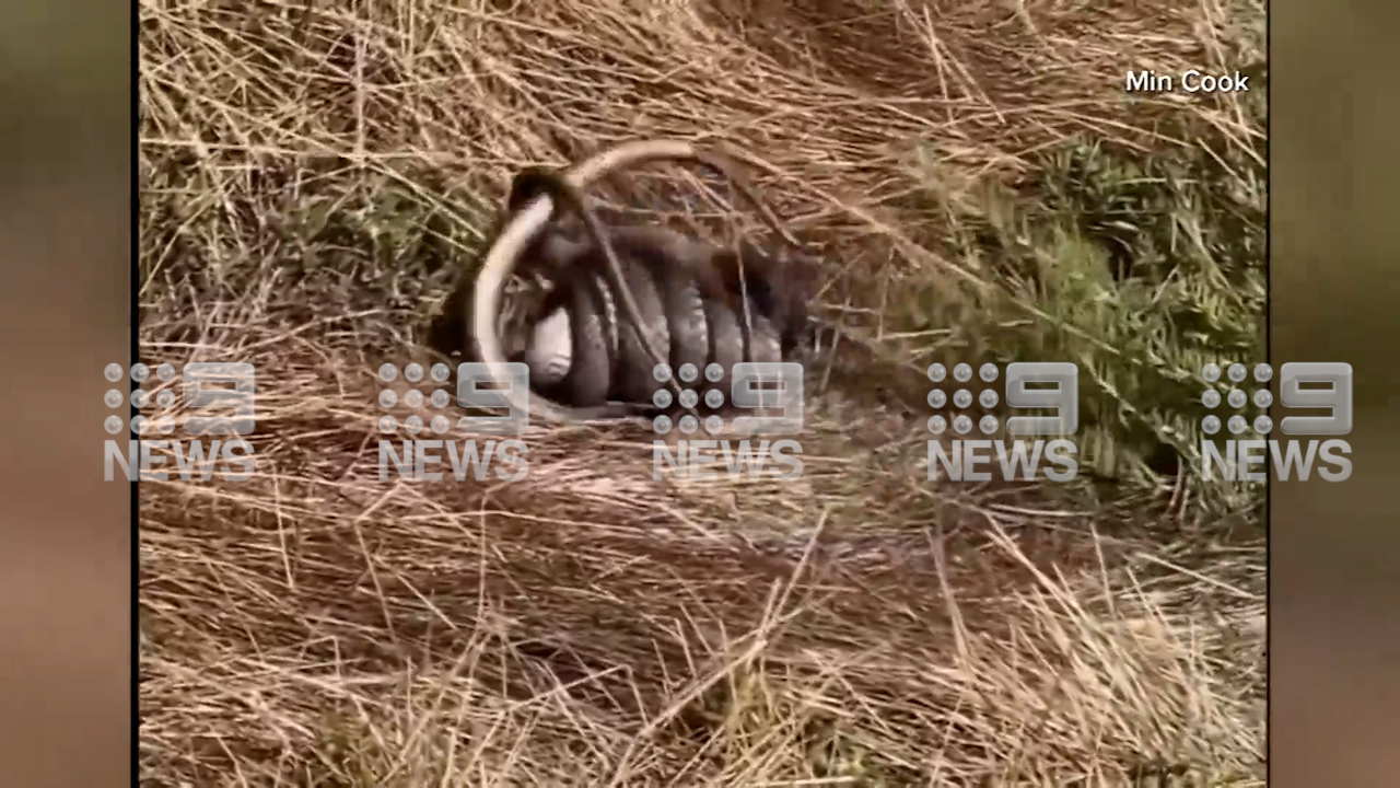 Two snakes caught fighting in Adelaide.