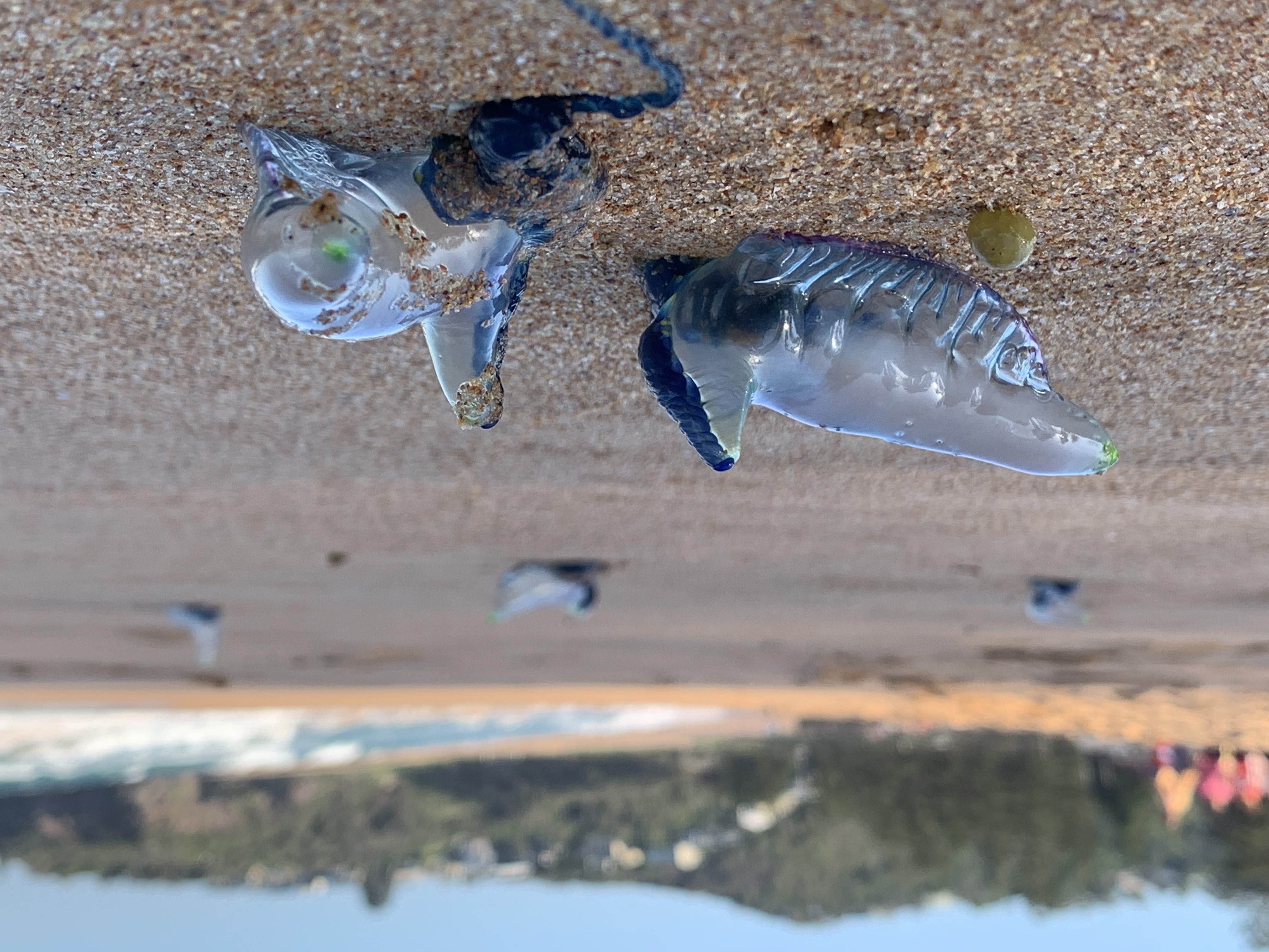 Shock revelation about stinging menace that blankets beaches every summer 