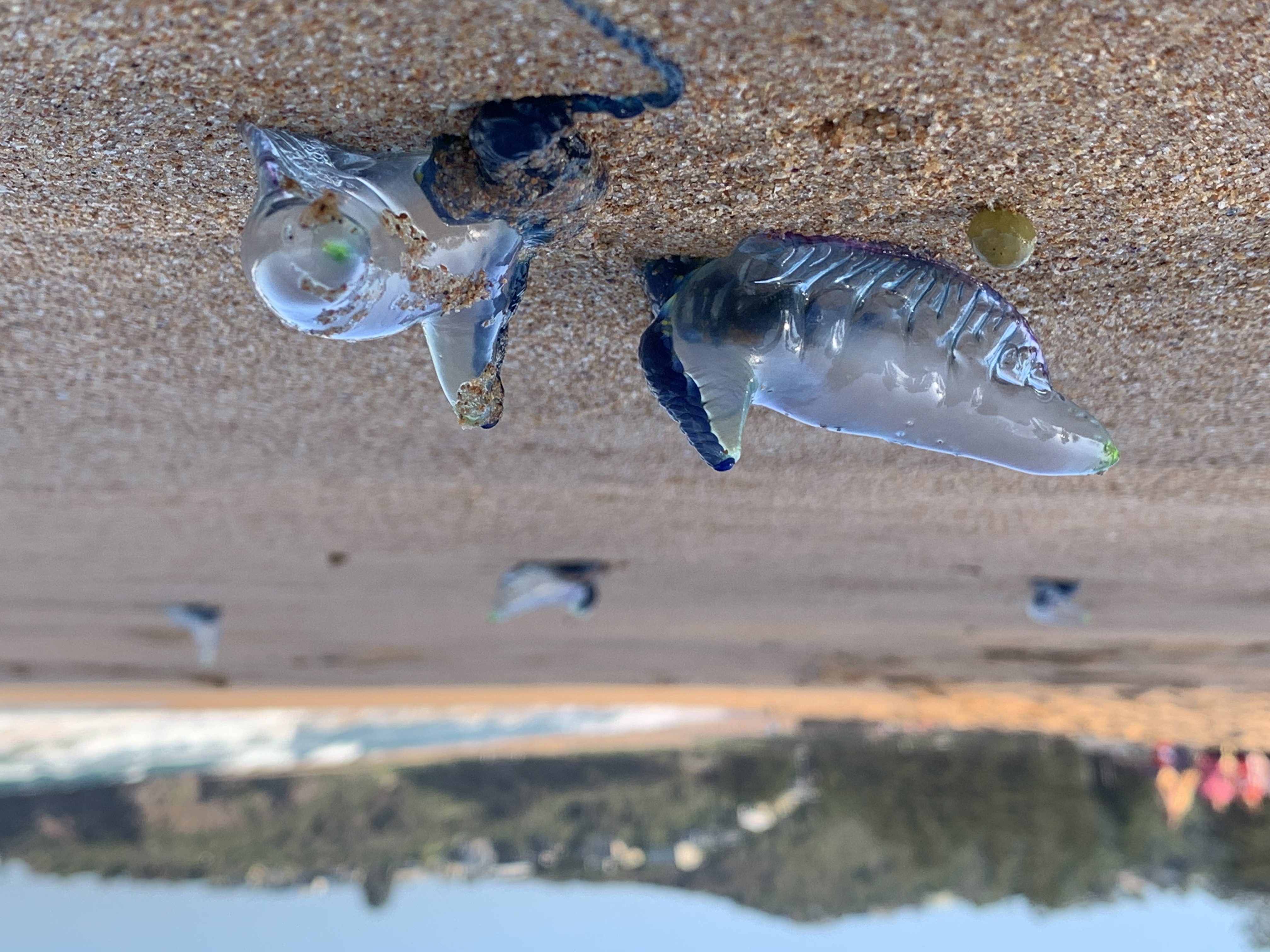 Bluebottle - The Australian Museum