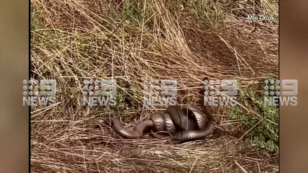 Two snakes caught fighting in Adelaide.