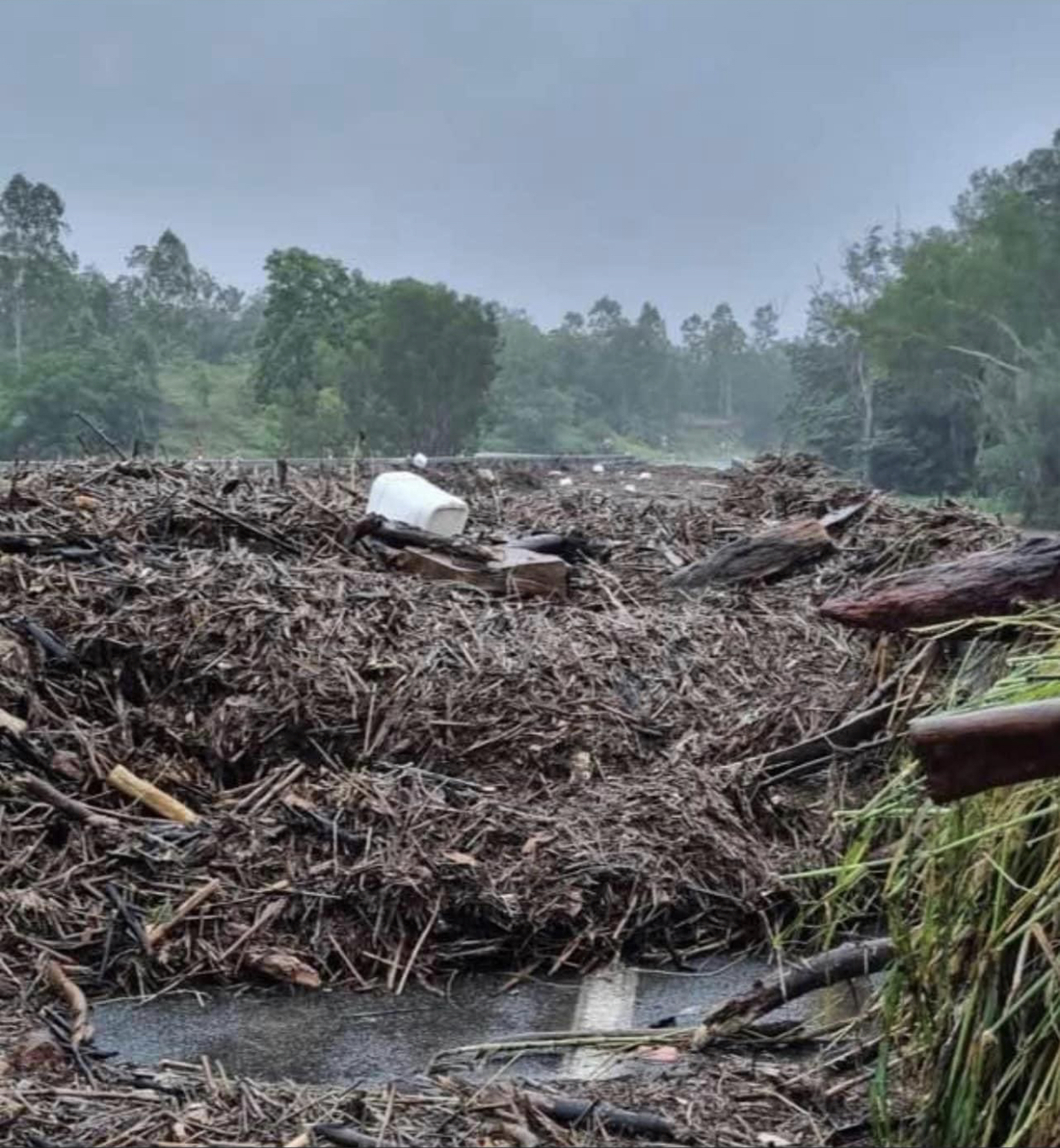 Queensland floods aftermath, food shortages and kangaroos in pubs
