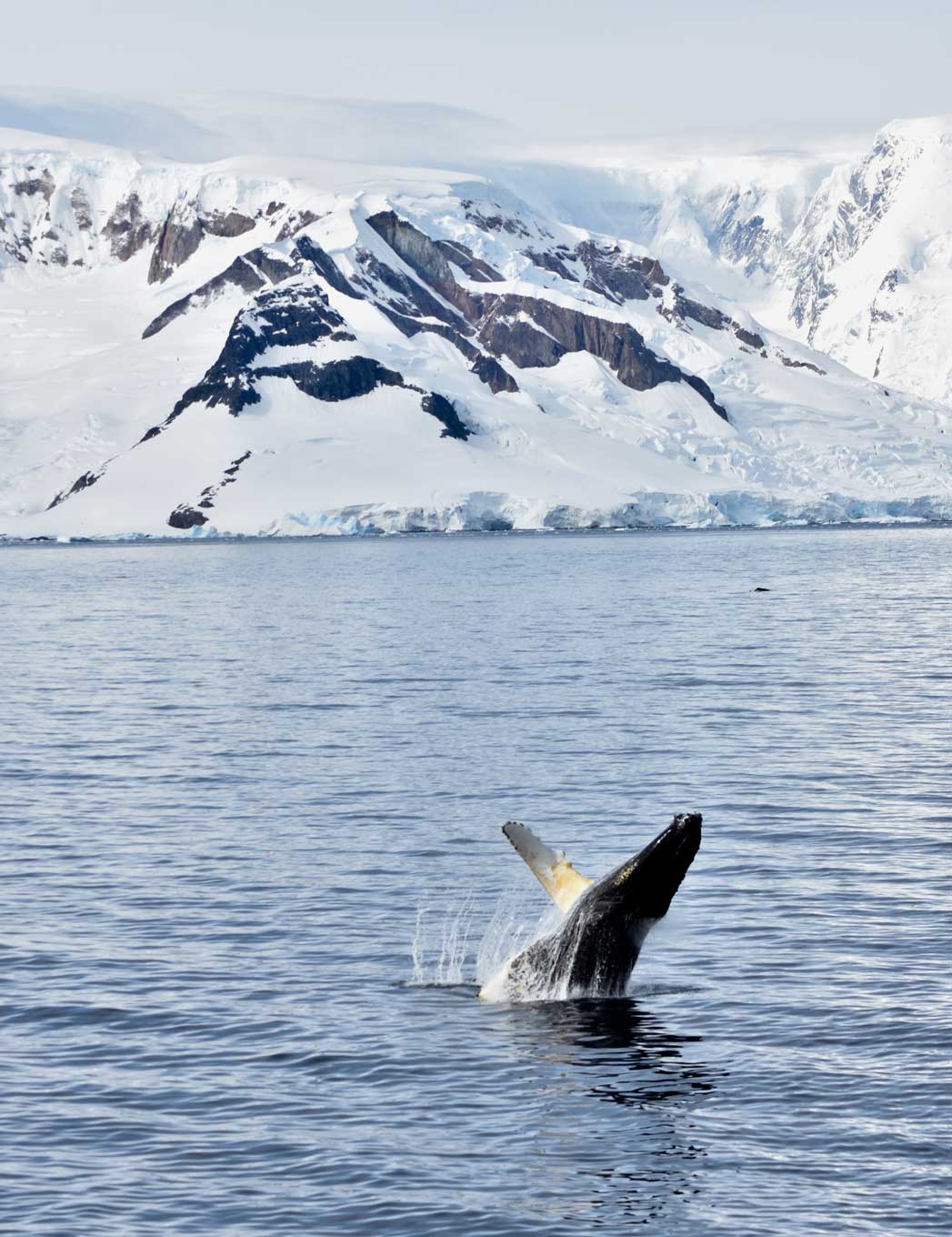 Antartica breaching humpback whale