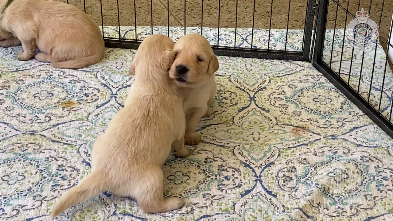 Police have found several puppies allegedly stolen from a home at Edmonton in Queensland's Cairns region.