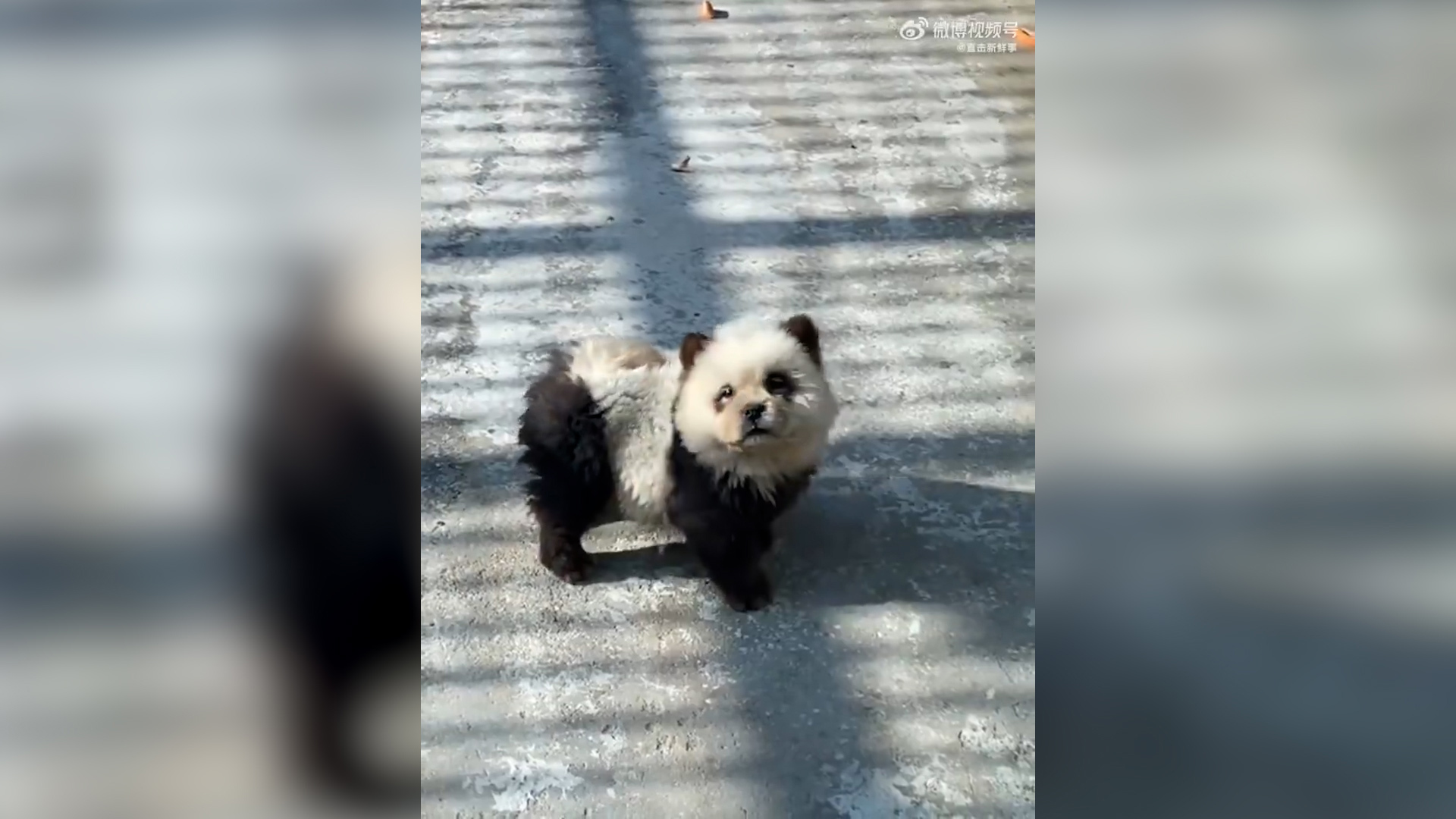 A Chinese zoo has come under fire after dogs dyed black and white were displayed to resemble pandas. 