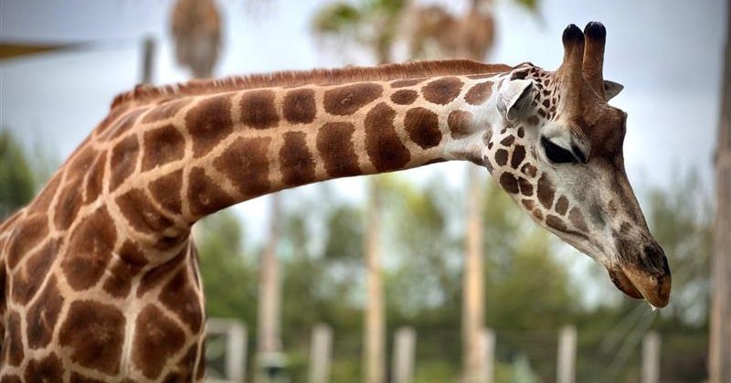 Nzuri the giraffe and her unborn calf passed away due to severe complications during labour on last Thursday night.