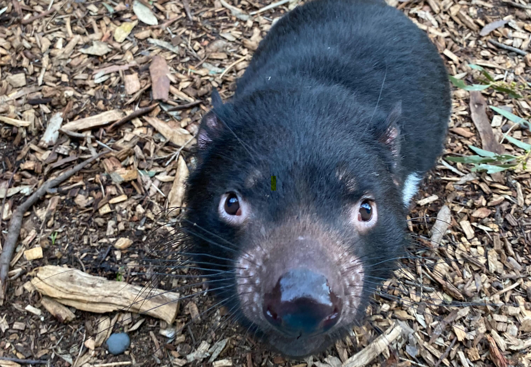 A woman has been left stunned after a Tasmanian devil ran away with her phone.