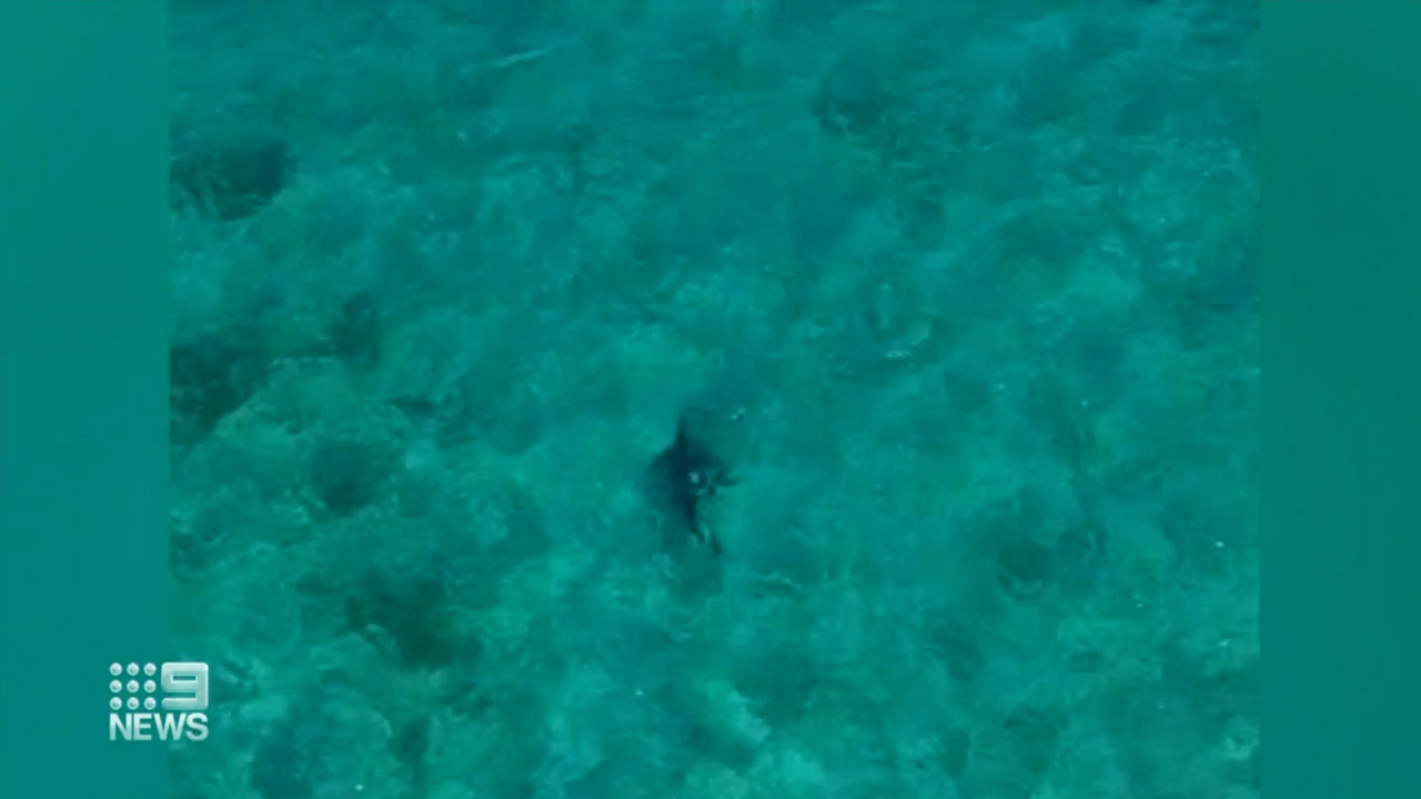 At least 155 sharks have been spotted in South Australian waters this summer. 