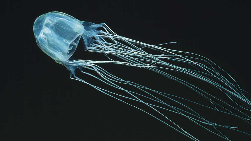 Cape York: Teenage boy dies from box jellyfish sting in Far North Queensland