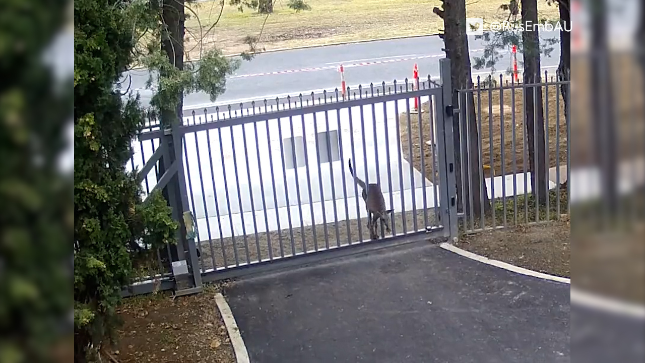 Kangaroo caught on camera trying to bonce into Russian embassy