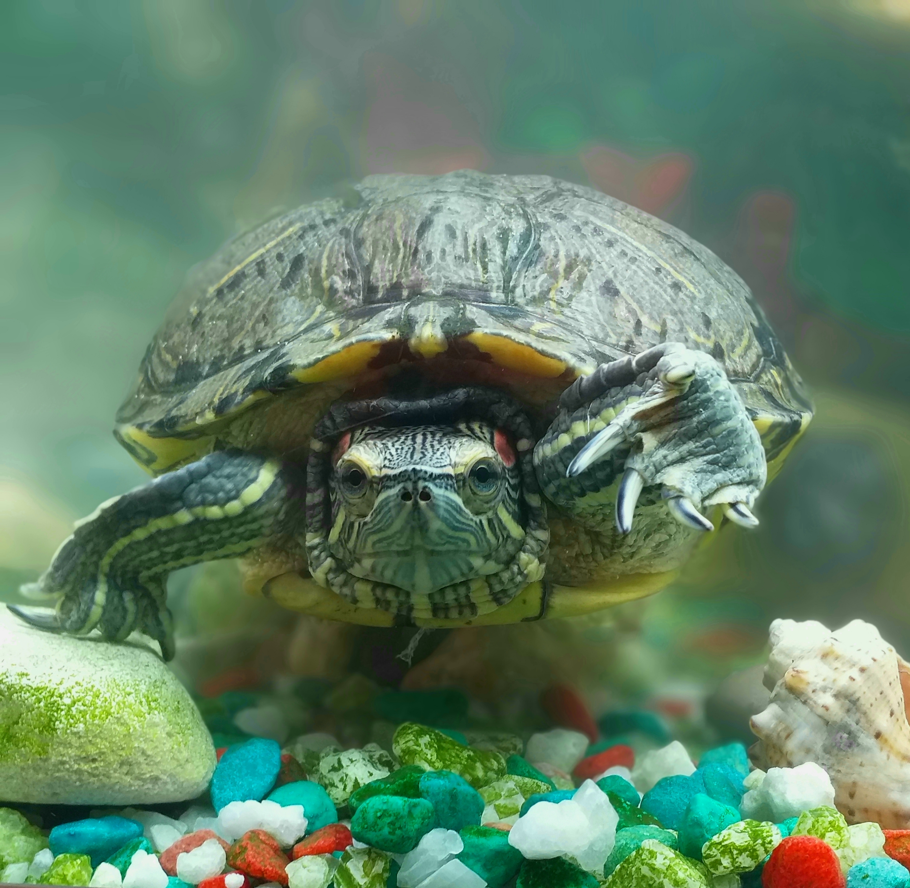 Pet turtle rescued after falling from NSW Central Coast balcony.