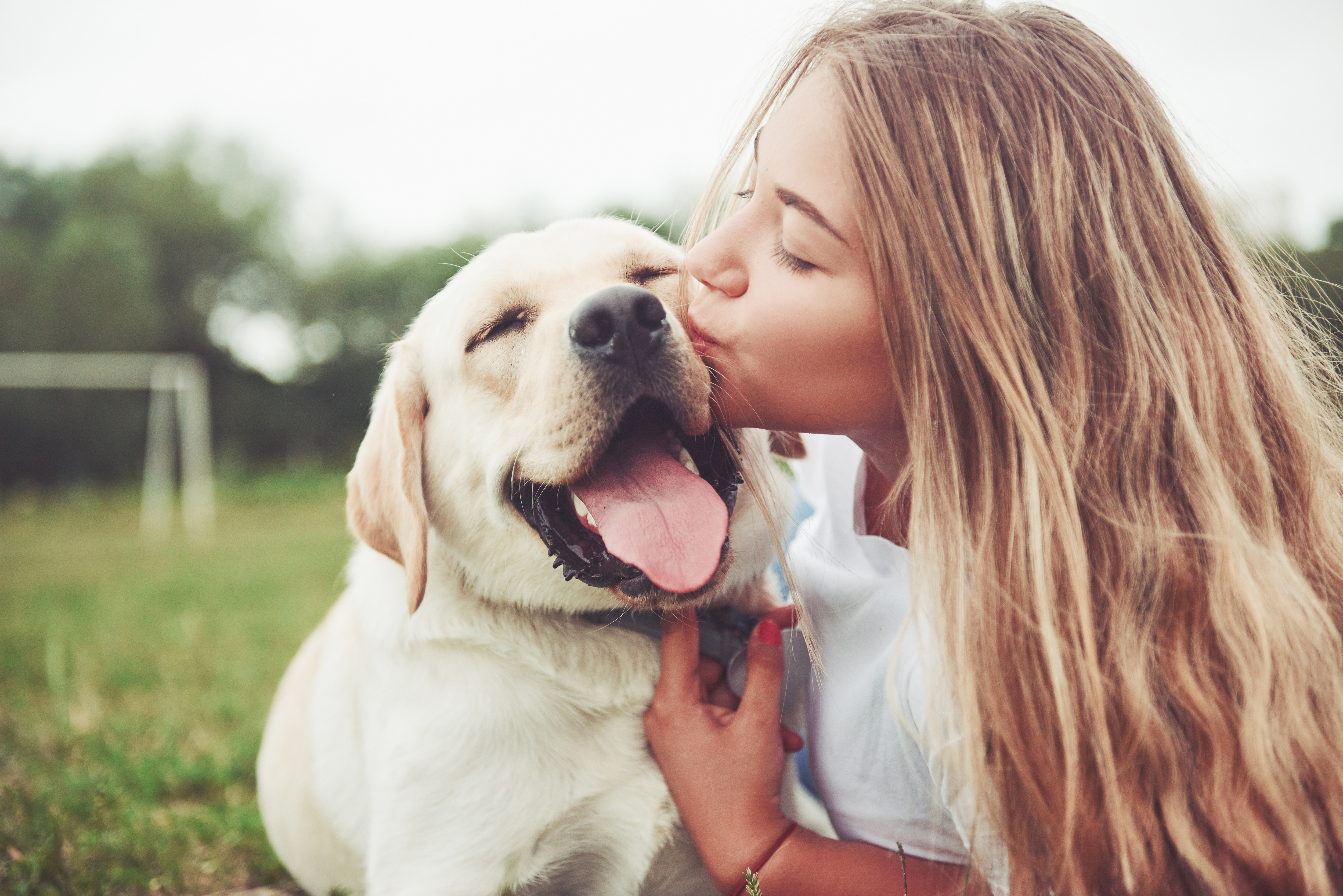 Labrador