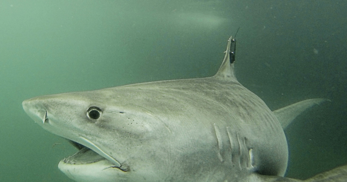 A tiger shark called Collette was found swimming near North West Island off the coast of Queensland today. The shark is 3.76 metres long and is being tracked in cooperation with OCEARCH. The tiger shark was tagged by Dr Adam Barnett's team at the Biopixel Oceans Foundation.