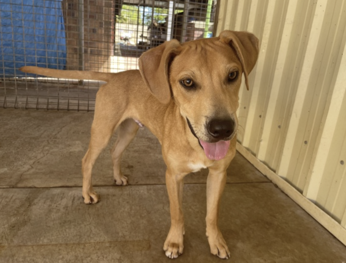 Adelaide RSPCA shelter beyond capacity closes doors to new intakes