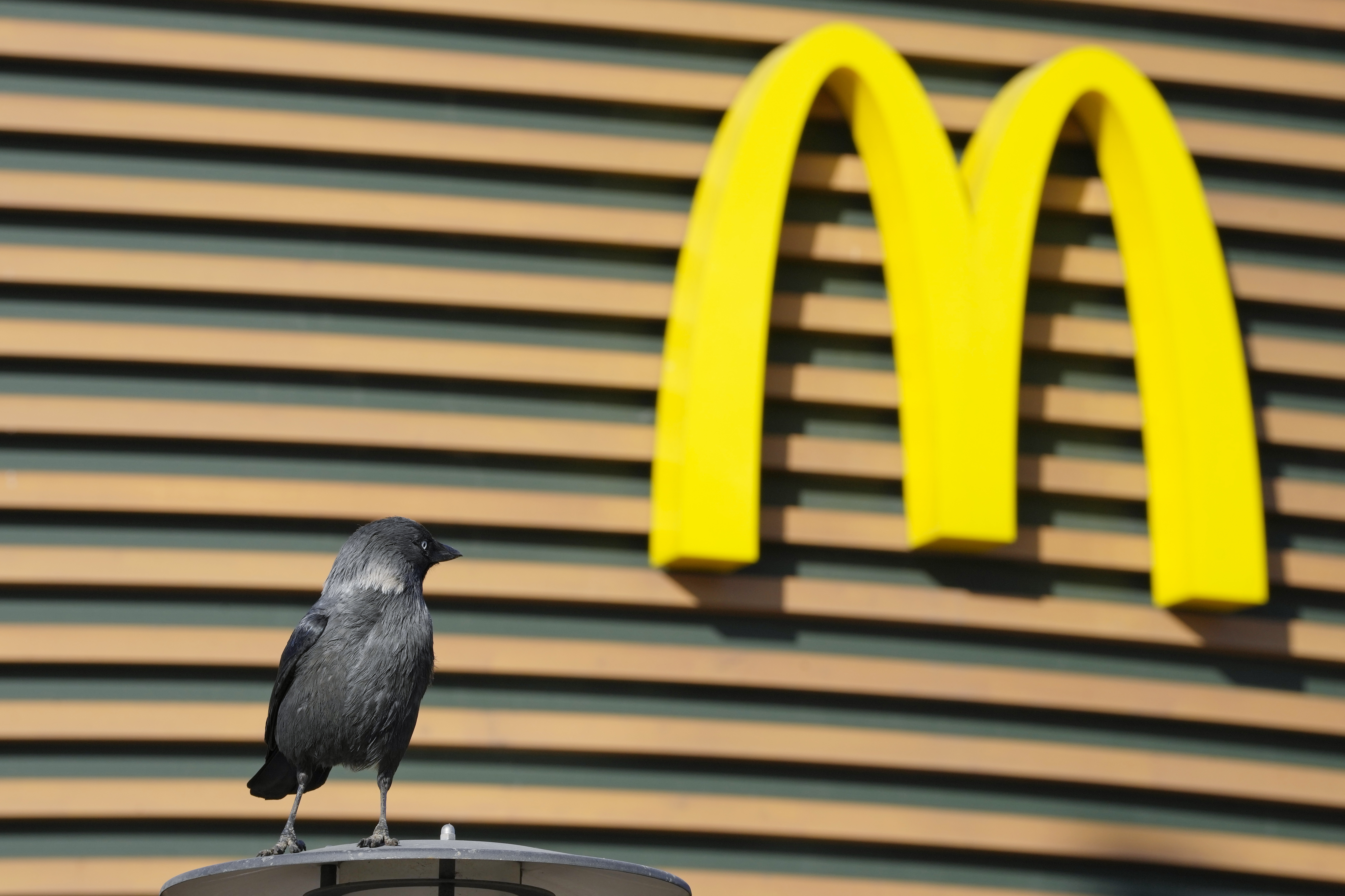 A bird sits next to a McDonald's restaurant closed to visitors in St Petersburg, Russia.