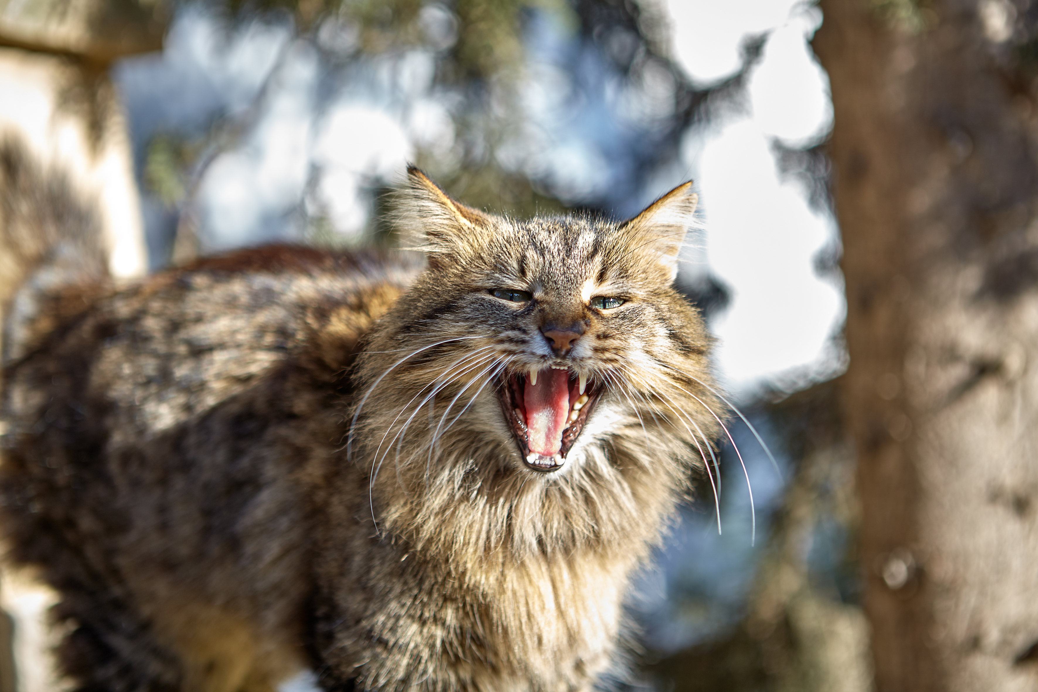 feral cat attack