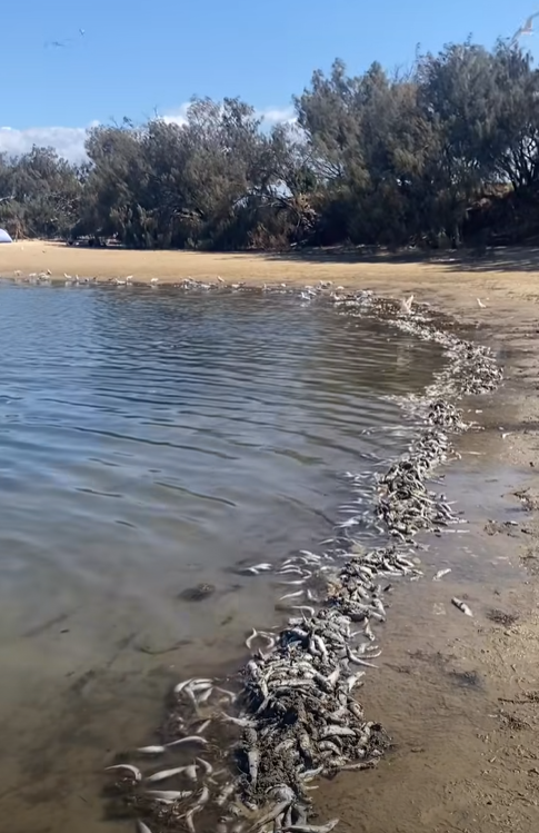 Council declares water safe for swimming after fish kill 