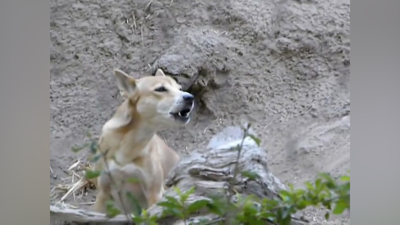 Rare singing dog thought to be extinct rediscovered in Indonesia